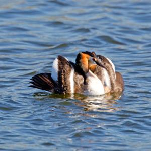 Great Crested Grebe 3