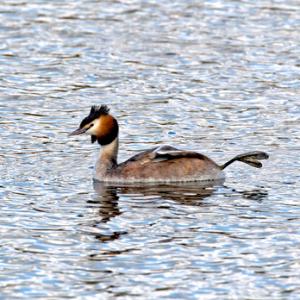 Great Crested Grebe 5