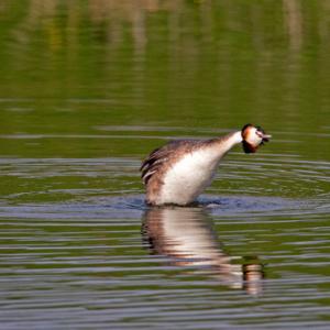 Great Crested Grebe 6