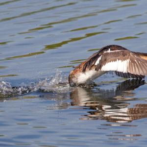 Great Crested Grebe DM1423