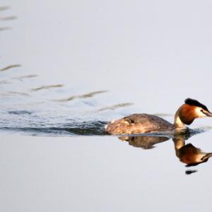 Great Crested Grebe