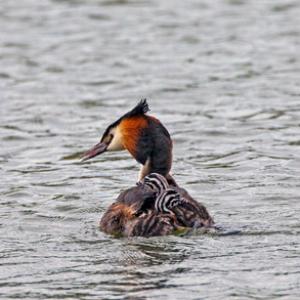 Great Crested Grebe with Young  DM1722