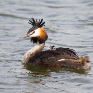 Great Crested Grebe with Young DM1723
