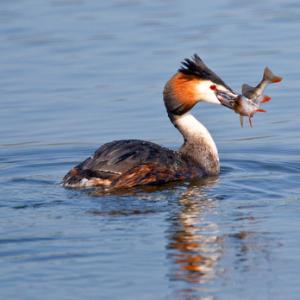 Great Crested Grebe with a Fish 2