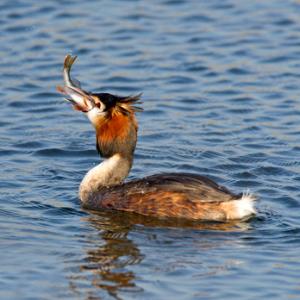Great Crested Grebe with a Fish 4