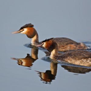 Great Crested Grebes 2