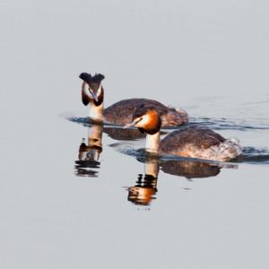 Great Crested Grebes 5