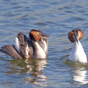 Great Crested Grebes 6