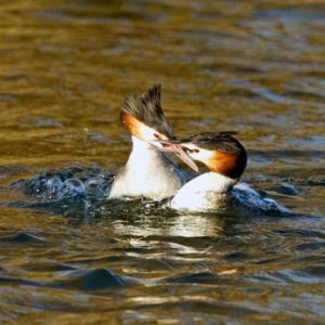 Great Crested Grebes