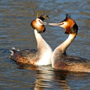 Great Crested Grebes 8