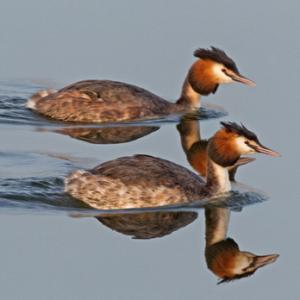 Great Crested Grebes 3