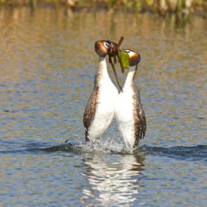 Great Crested Grebes 9