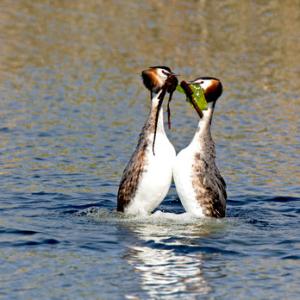 Great Crested Grebes 10