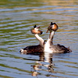 Great Crested Grebes