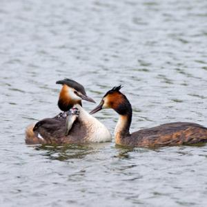 Great Crested Grebes with Young DM1726