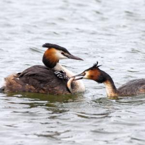 Great Crested Grebes with Young DM1727