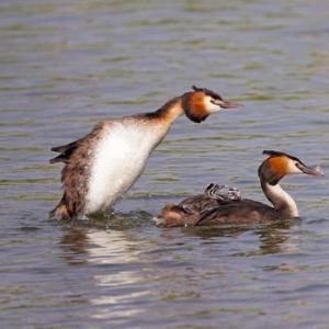 Great Crested Grebes with Young DM1728