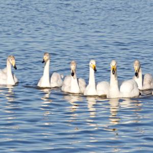 Group of Whooper Swans DM0393
