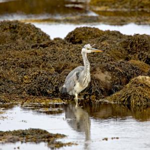 Heron on the Shore DM0960