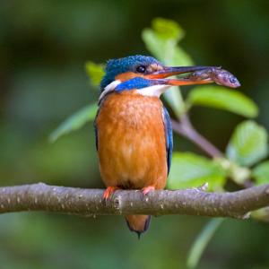 King Fisher DM0944