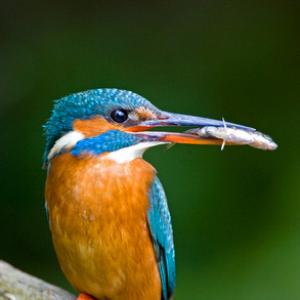 King Fisher DM0945