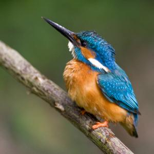 King Fisher DM0946