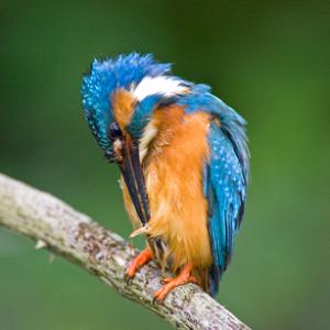 King Fisher DM0947