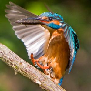 King Fisher DM0948