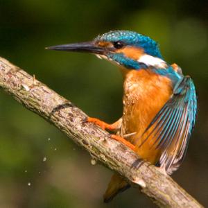 King Fisher DM0949