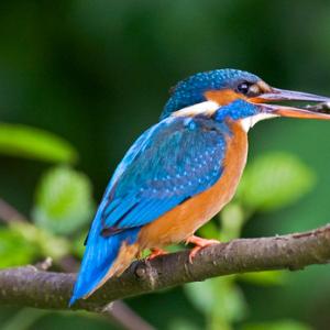 King Fisher DM0951