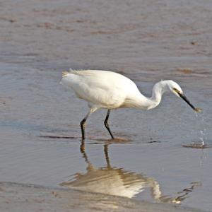 Little Egret 2