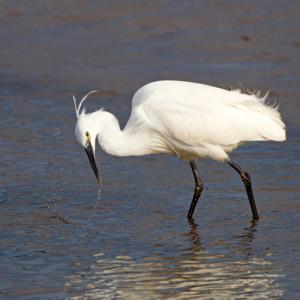 Little Egret