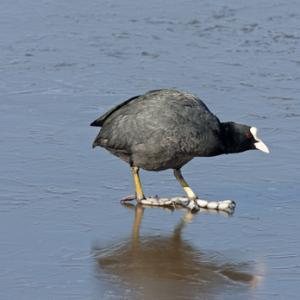 Moorhen DM0971