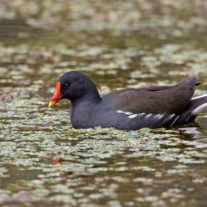 Moorhen DM0977