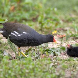 Moorhen and Chick DM0975