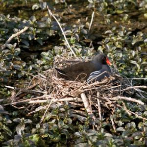 Moorhen on a Nest DM0976