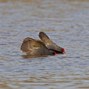 Moorhens