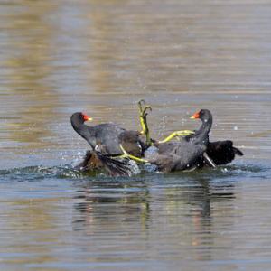 Moorhens Fighting 2