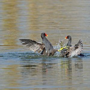 Moorhens Fighting 3