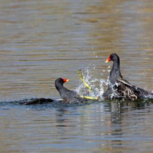 Moorhens Fighting