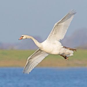 Mute Swan About to Land DM1729
