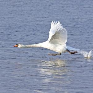 Mute Swan DM0974