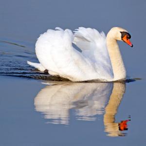 Mute Swan
