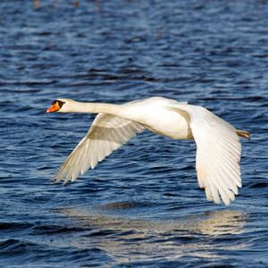 Mute Swan in Flight DM09952