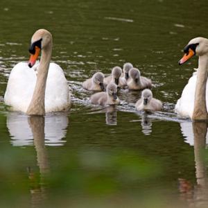 Mute Swans and Cygnets  DM1730