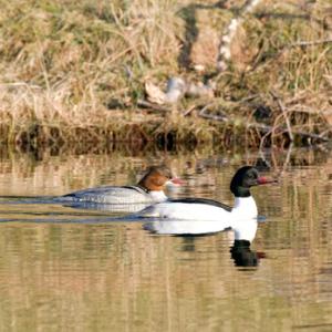 Pair of Goosander DM0979