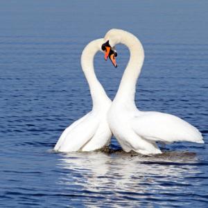 Pair of Mute Swans DM0953