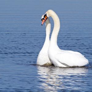 Pair of Mute Swans DM0954