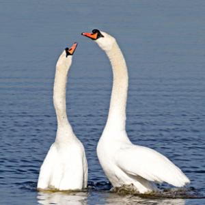 Pair of Mute Swans DM0955