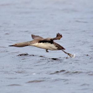 Red-throated Diver  DM0957